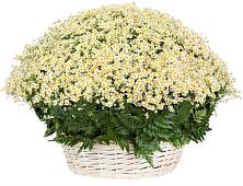 Цветочная композиция из Ромашки в корзине #REPLACE_PRED# Ливенке